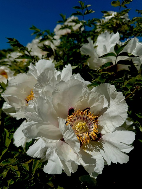 Pfingstrose, Baumartig, Busch, Blume