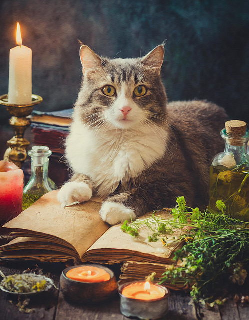 Free cat books candles illustration
