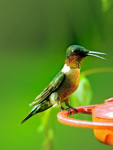 Free Hummingbird Bird'S Eye photo and picture