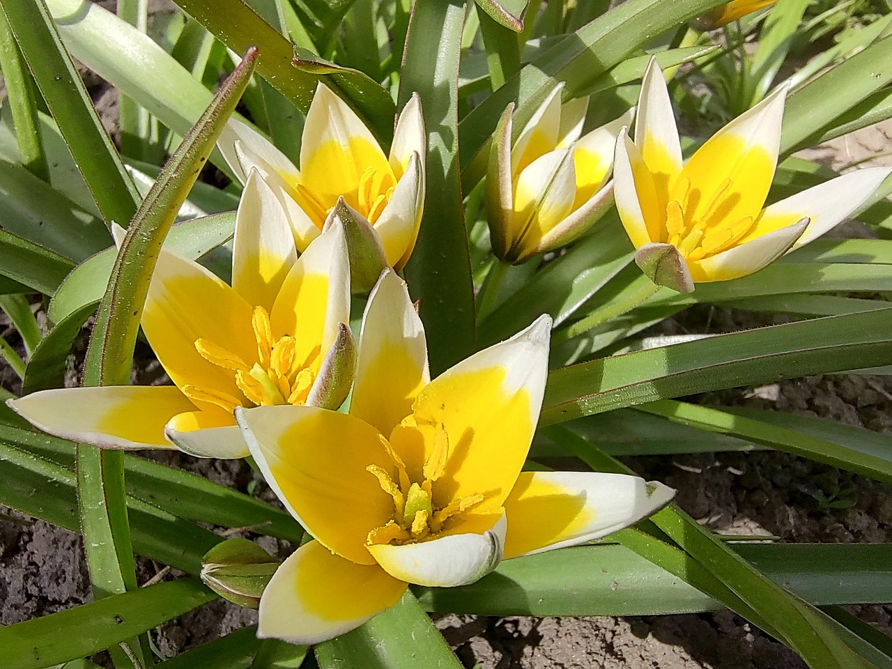Tulips Bloom Yellow Flowers Spring - Free photo on Pixabay