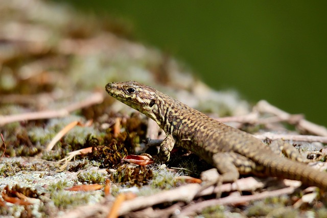 Free Wall Lizard Lizard photo and picture