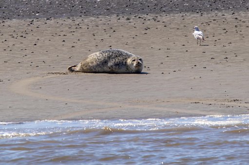 Free Gull Seal photo and picture