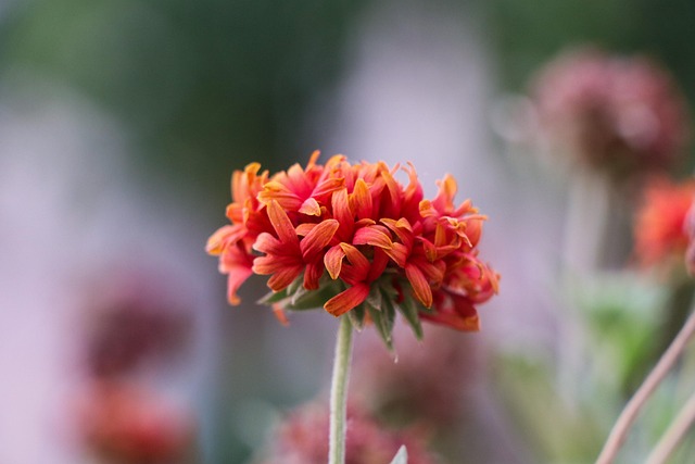 Ai Generiert, Blume, Pflanze