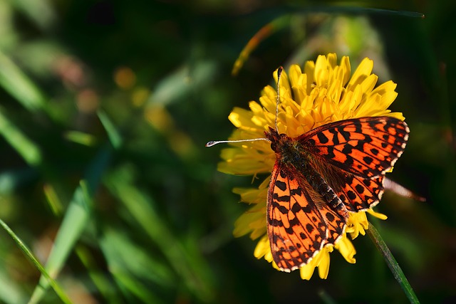 Rust Colored Insect 100,000+ Free Rust-Colored Pearl Moth & Moth Images - Pixabay