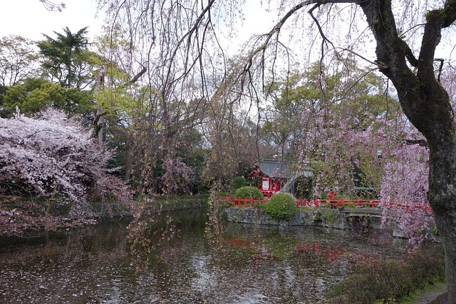 Kirschbaum, Japan, Frühling, Schrein
