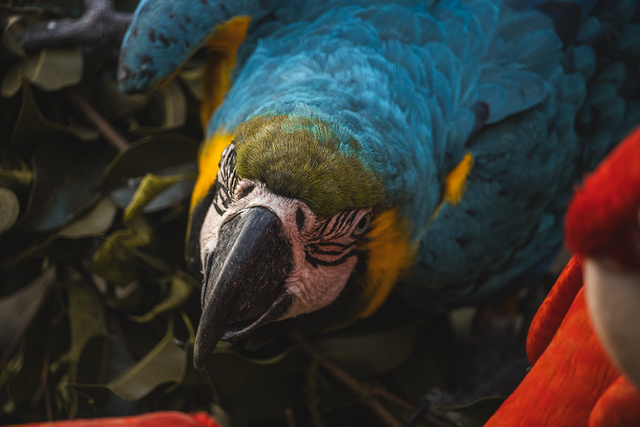 Free red orange macaw parrot bird illustration