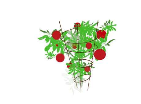 Free Tomato Tomato Plant illustration and picture