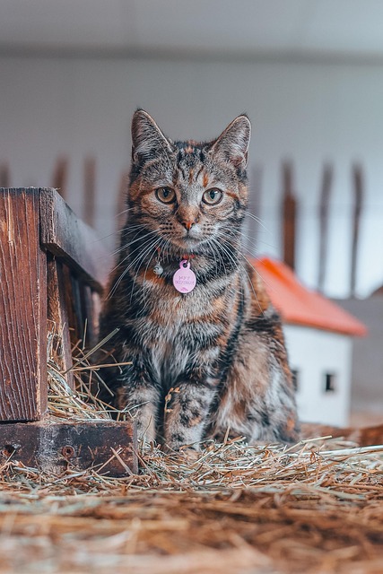 Free European Shorthair Cat photo and picture