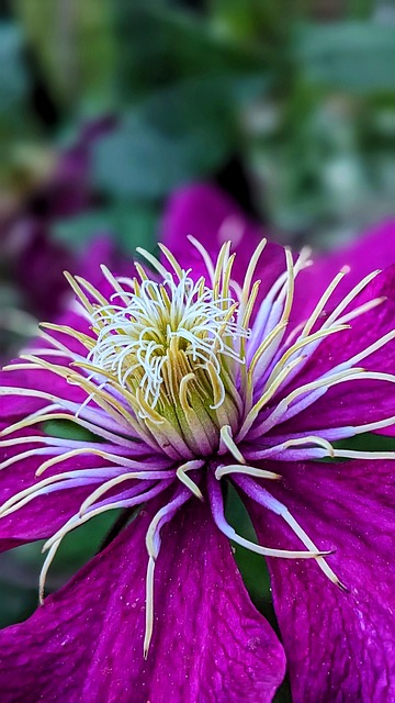 Free Clematis Clematis Flower photo and picture