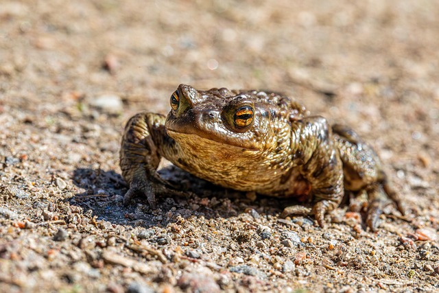 Free Common Frog Frogs photo and picture