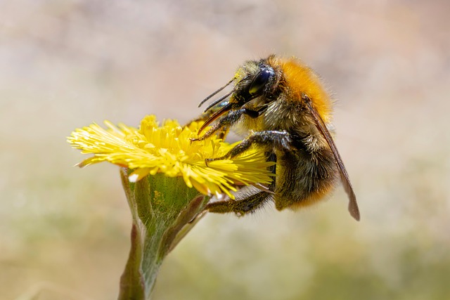 Free Insect Backgrounds photo and picture