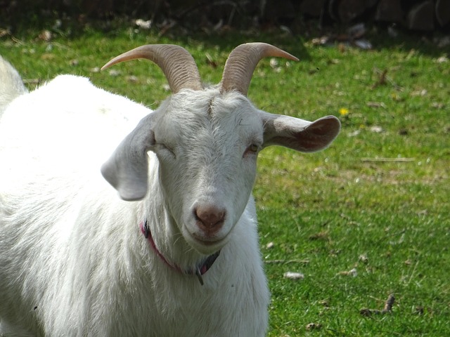 Goat Animal Farm Yard - Free photo on Pixabay - Pixabay