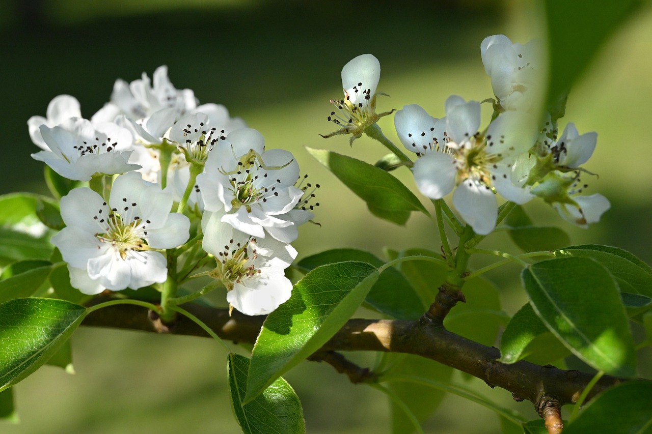 Flowers Pear Tree Spring - Free photo on Pixabay - Pixabay
