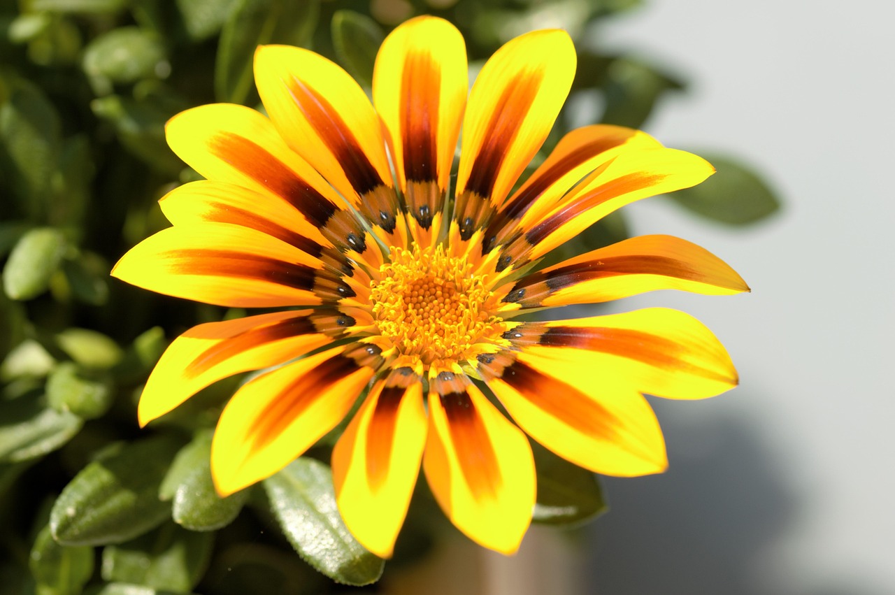 Flower Spring Gazania - Free photo on Pixabay - Pixabay