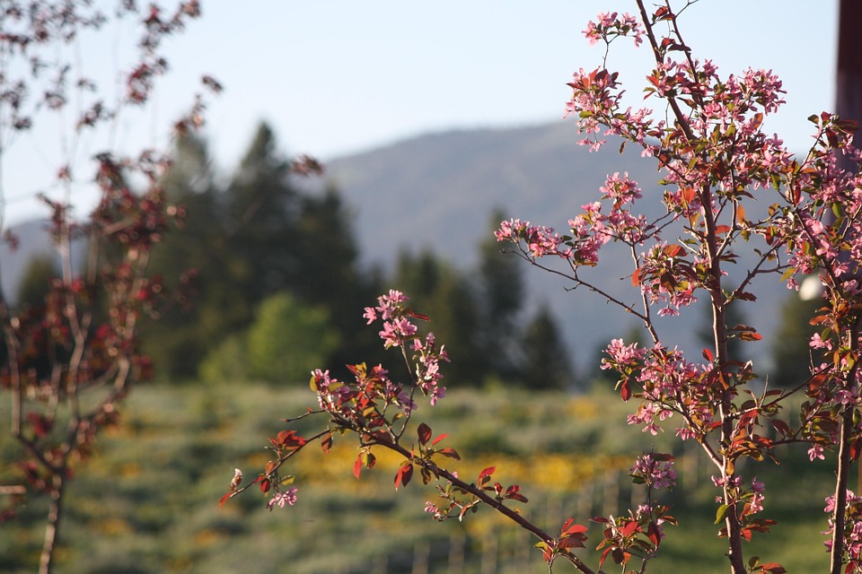 Mountains Nature Budding Tree - Free photo on Pixabay - Pixabay
