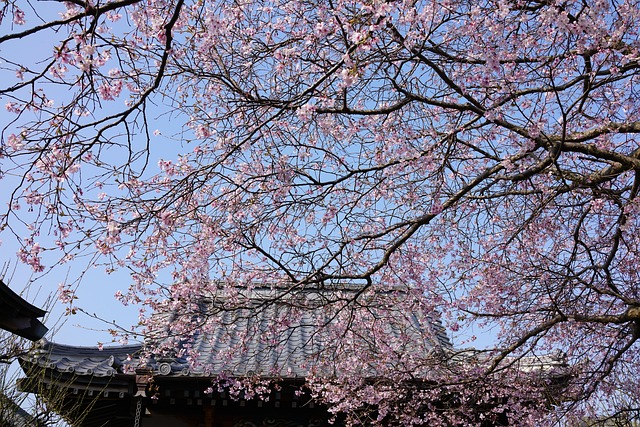 Kirschbaum, Japan, Frühling, Tempel