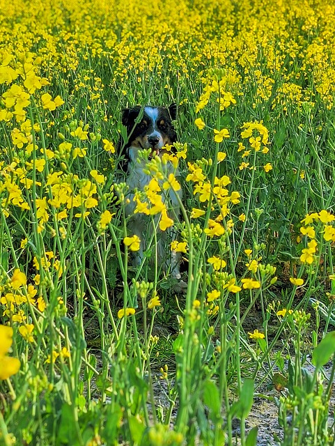 Free Field Of Rapeseeds Dog photo and picture