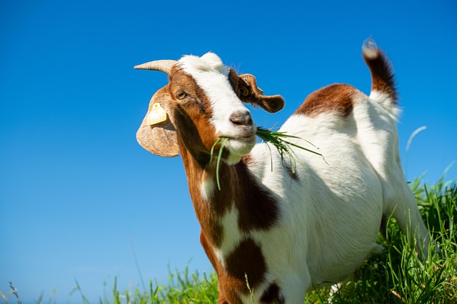 Free Goat Mammal photo and picture
