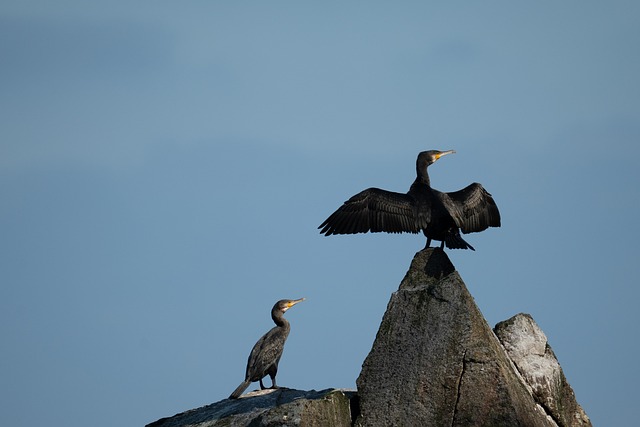 Free Bird Cormorant photo and picture