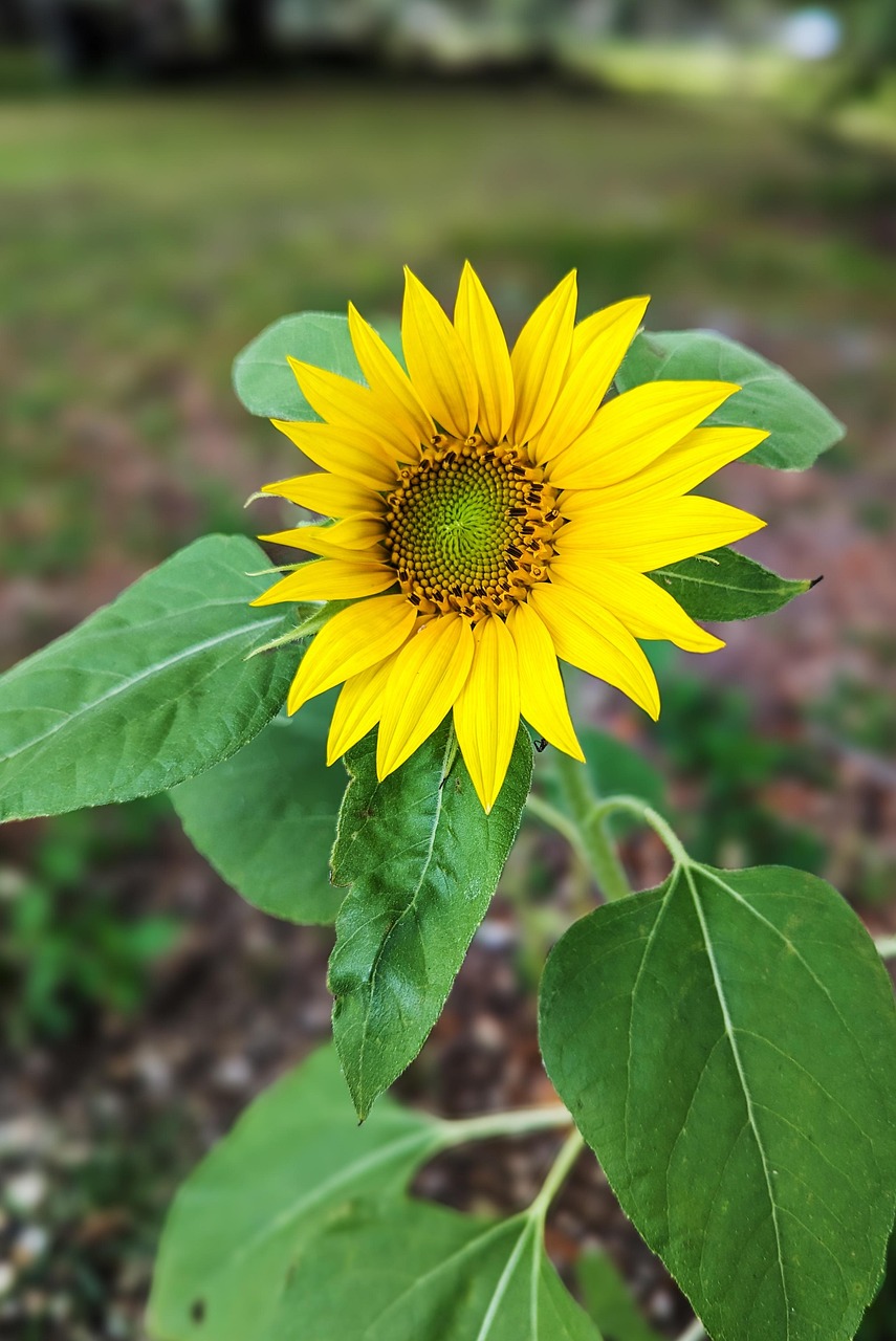 Sunflower Yellow Flower - Free photo on Pixabay