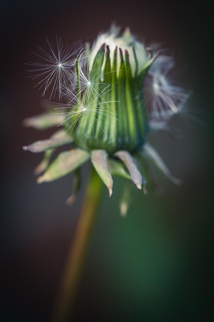 Dente-De-Leão, Flores Silvestres