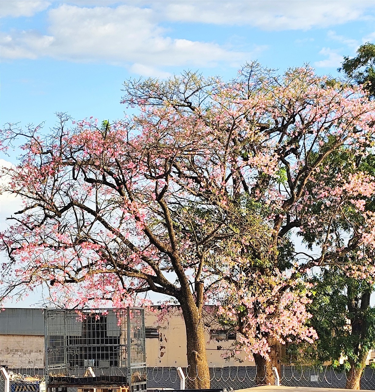 Yap Tree Tree Ype Flower - Free photo on Pixabay - Pixabay
