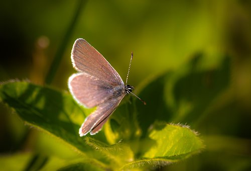 Free Butterfly Insect photo and picture