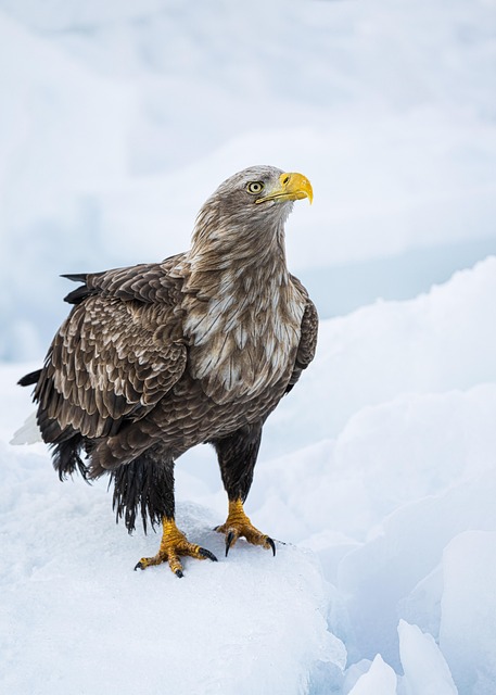 Free White-Tailed Eagle Eagle photo and picture