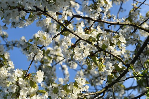 Free Cherry Spring photo and picture
