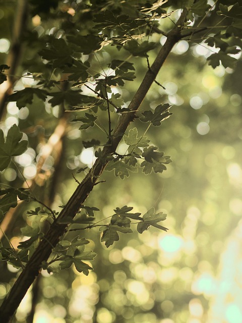 Free Forest Leaves photo and picture