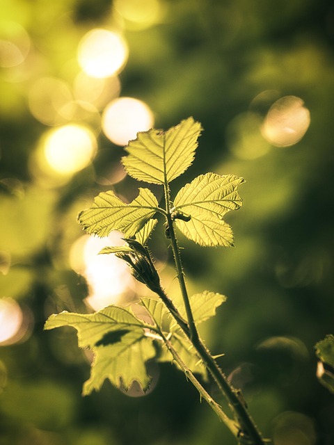 Free Caterpillar Leaf photo and picture