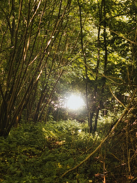 Free Glade Forest photo and picture