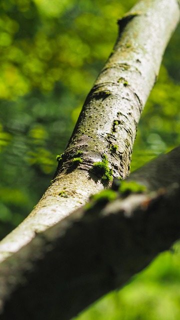 Free Branch Moss photo and picture