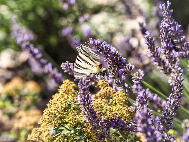 Free Butterfly Lavender photo and picture