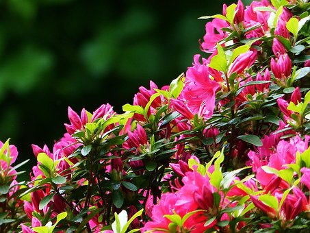 Rhododendron, Azalea, Natur, Blomst