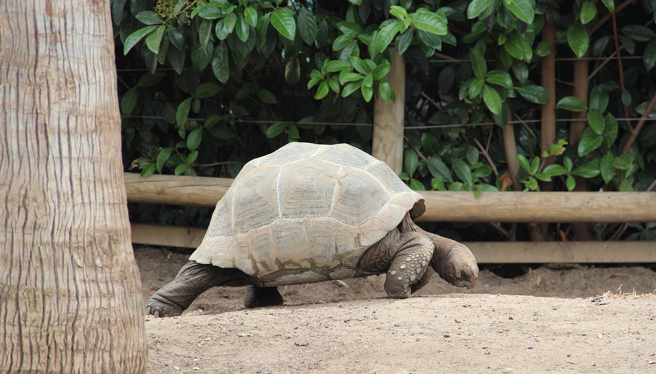 was heißt schildkröte auf englisch