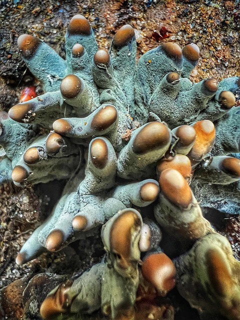 Free Mushroom Nature photo and picture