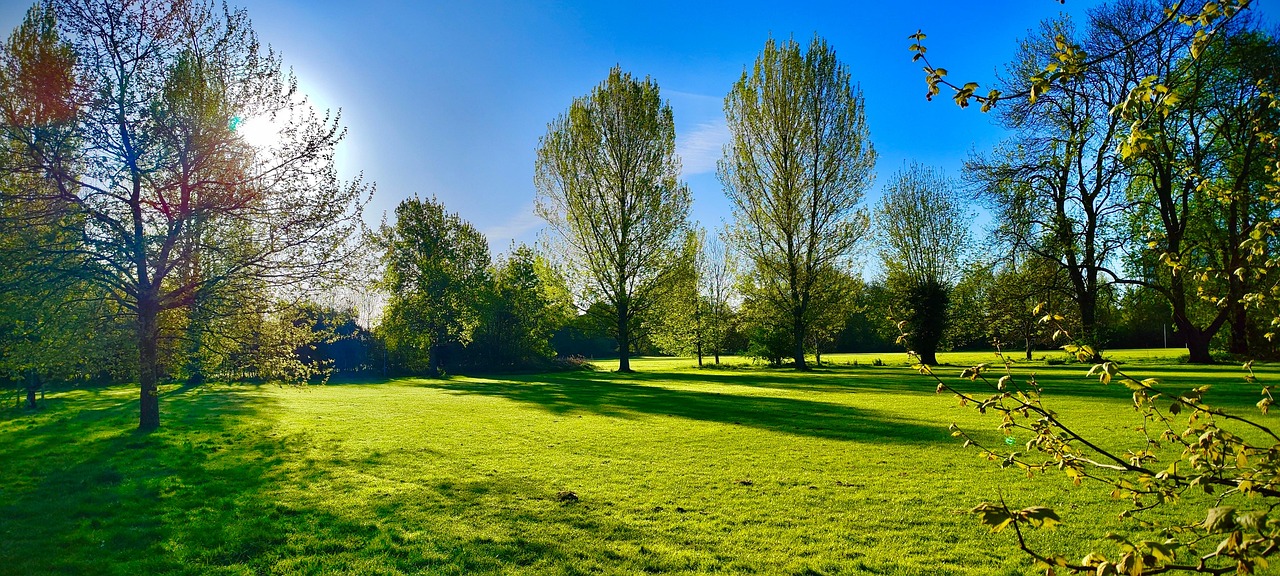 Picture Tree Example Trees Nature Landscape - Free photo on Pixabay - Pixabay