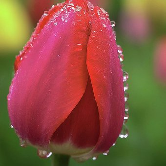 Free Red Tulip Flower photo and picture