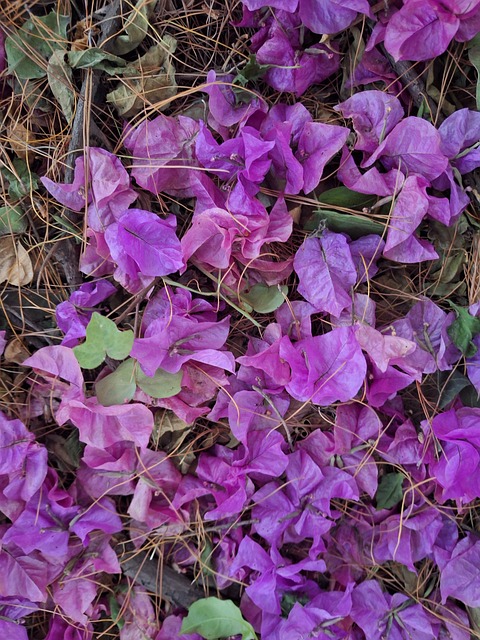 Tørre Blader, Gulv, Natur, Bougainvillea