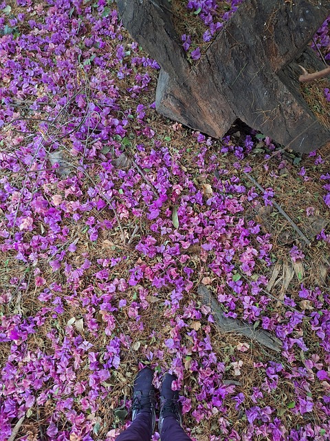 Blomster, Natur, Blomst, Høst