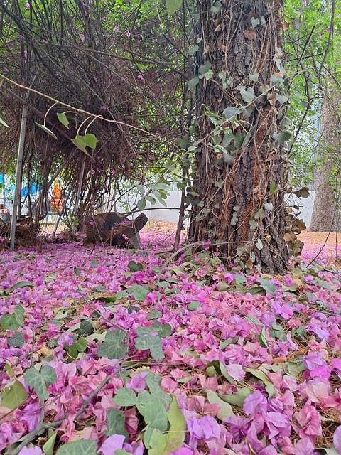 Skog, Bougainvillea, Tørkede Blomster