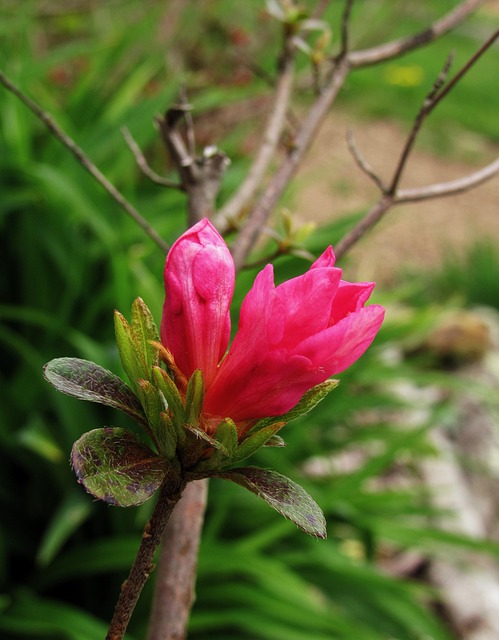 Flower Azalea Pink - Free photo on Pixabay - Pixabay