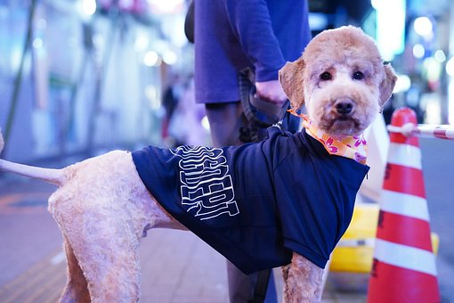 Hond, Huisdier, Dier, Nacht, Straat