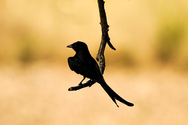 Pássaro, Drongo, Animais Selvagens, Ave