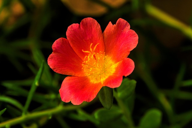 Flor, Flor Rosa, Pétalas, Primavera