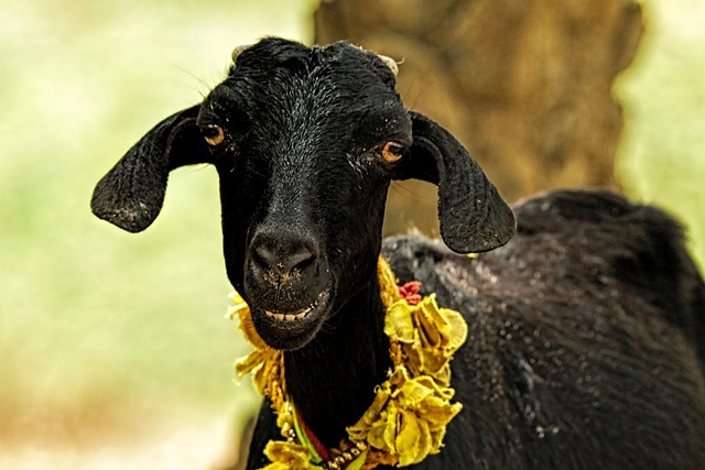 Cabra, Ovelha, Animais Domésticos