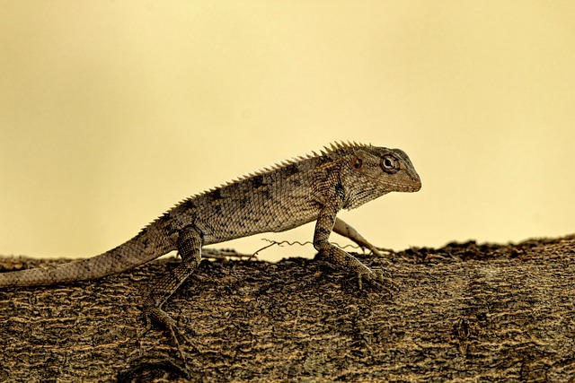Free Lizard Reptile photo and picture