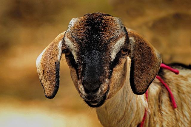 Cabra, Ovelha, Animais Domésticos