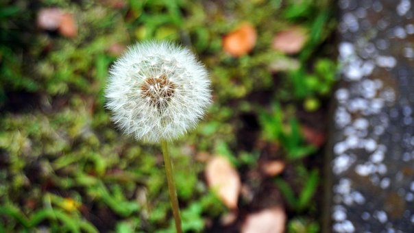 Mælkebøtte, Spore, 0 ₩, Natur, Blomst